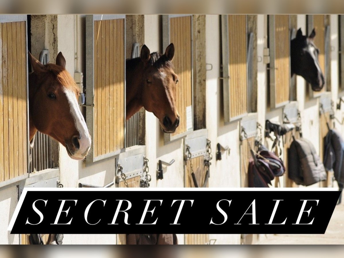 Secret Sale von 383-25-1 Reitanlage mit 26 Ferienwohnungen