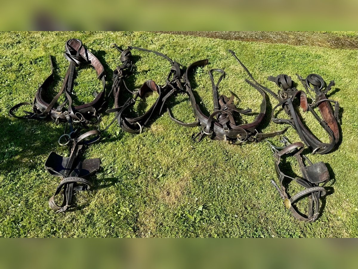 Zweispänner Brustblattgeschirr  zum verkaufen 