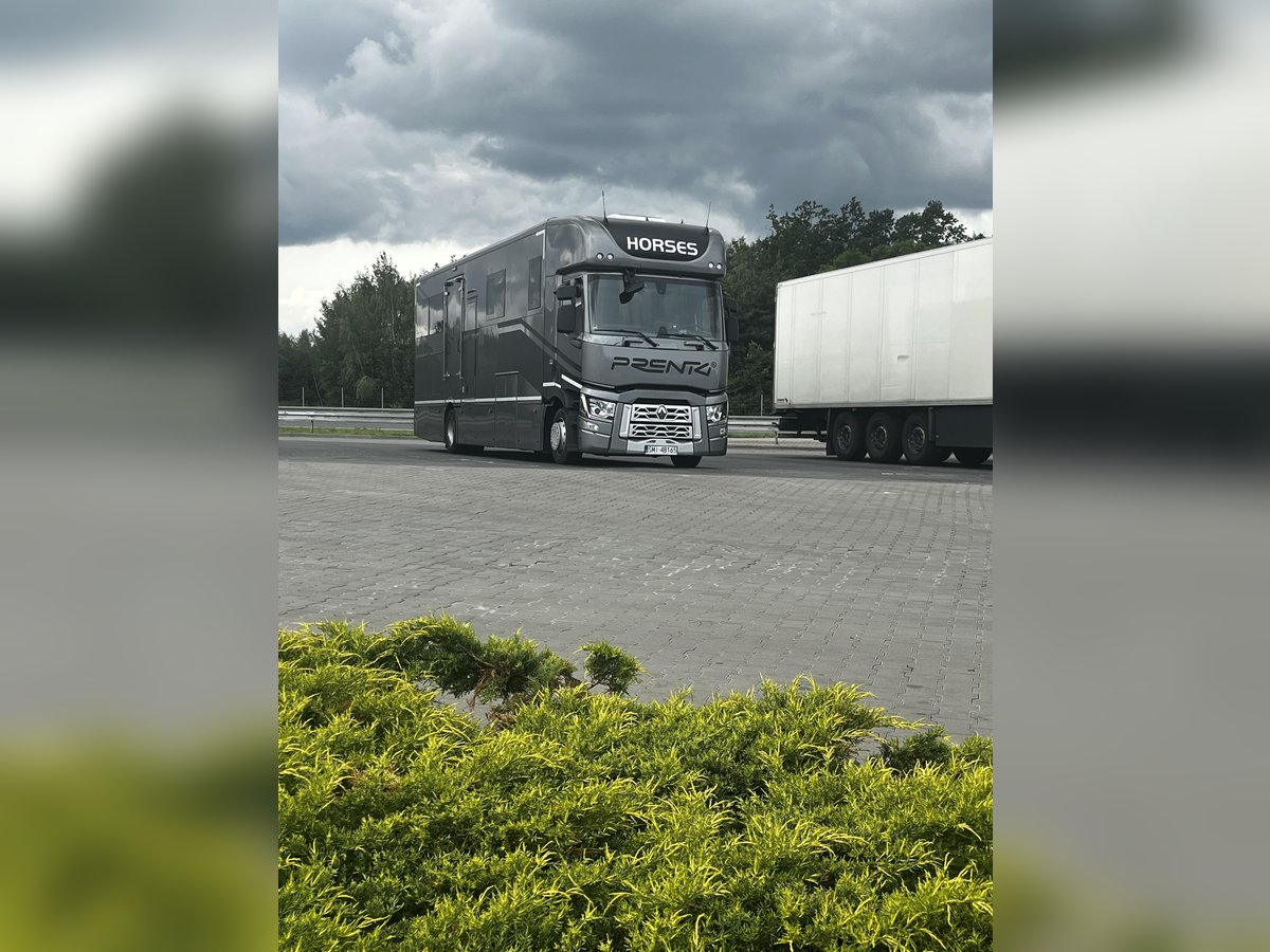 International horse transport