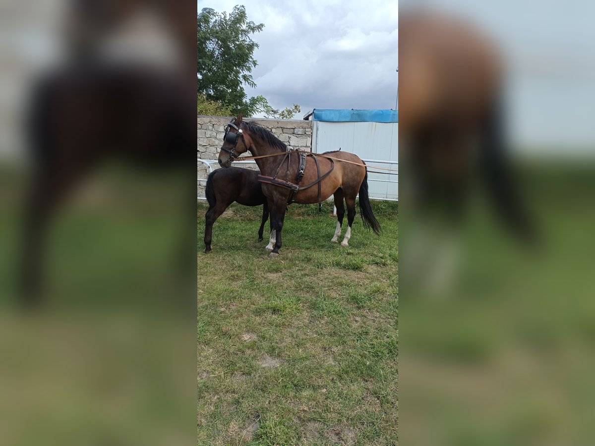 Uprząż konna szory puszorek horse harness