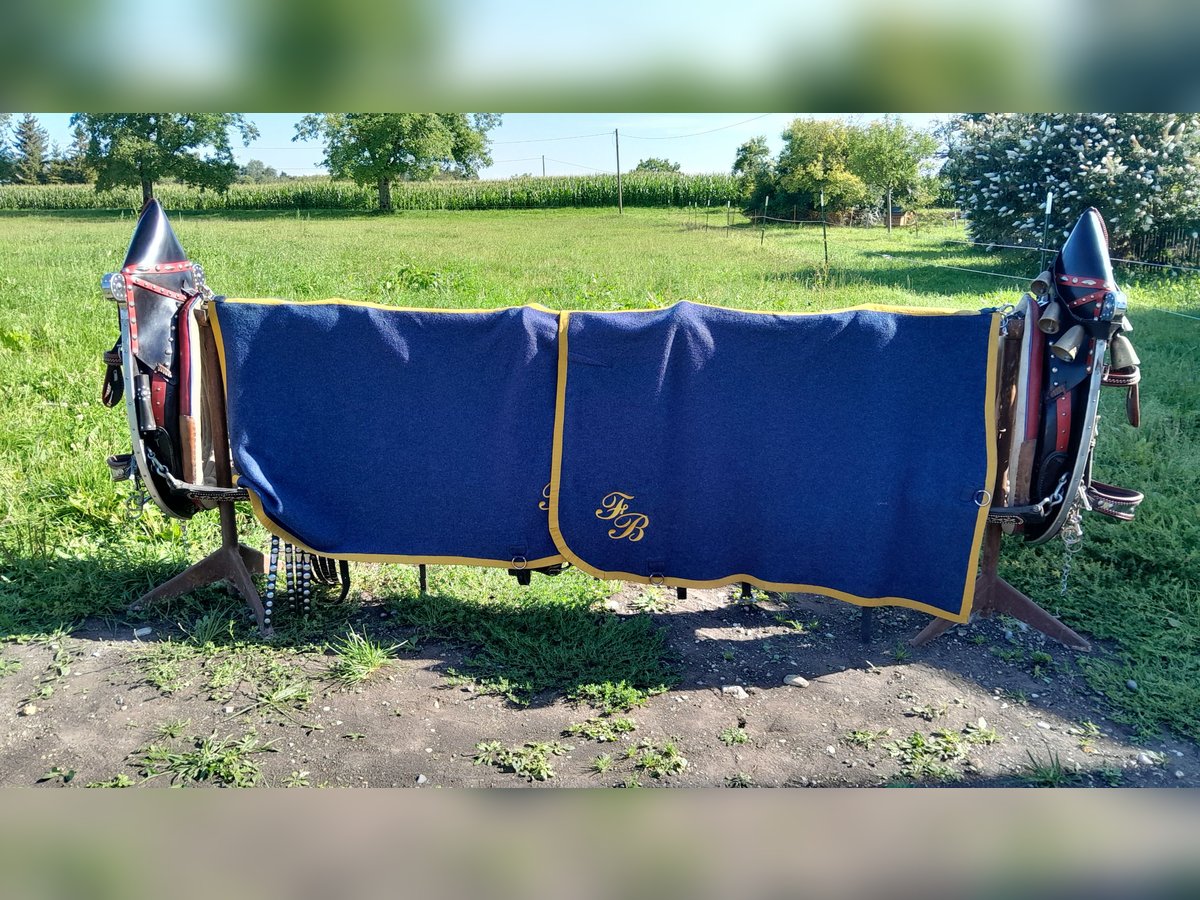 Festtagsgeschirr  für Kaltblüter 