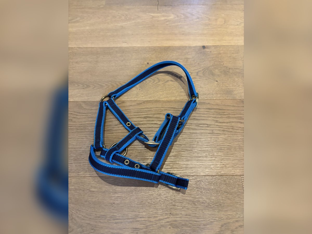 Fohlenhalfter Fohlenhalfter