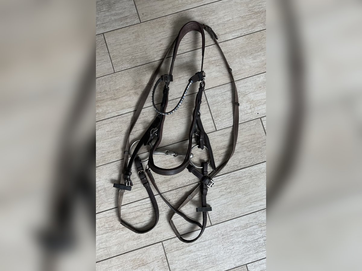 Ponytrense mit Gebiss und Stirnriemen