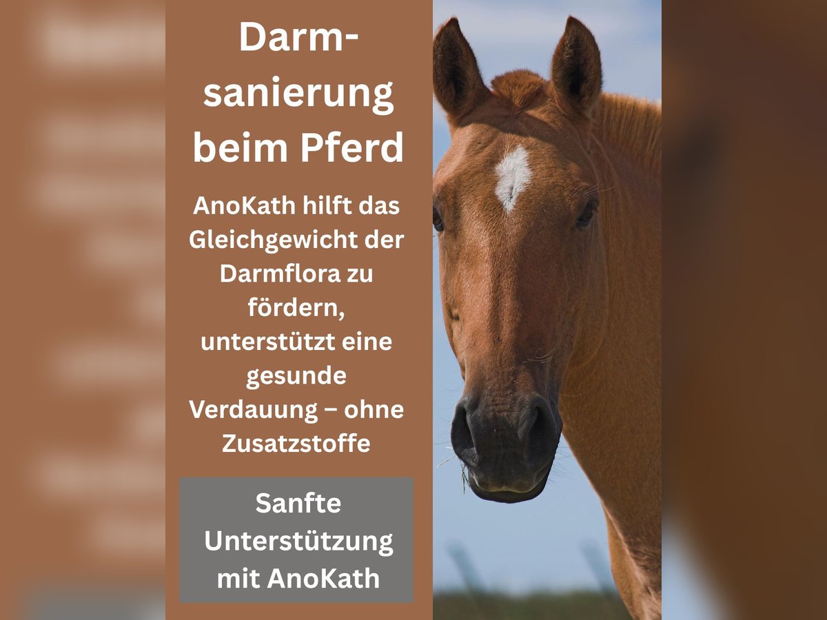  Darmsanierung beim Pferd – mit AnoKath® Liquid natürlich begleiten