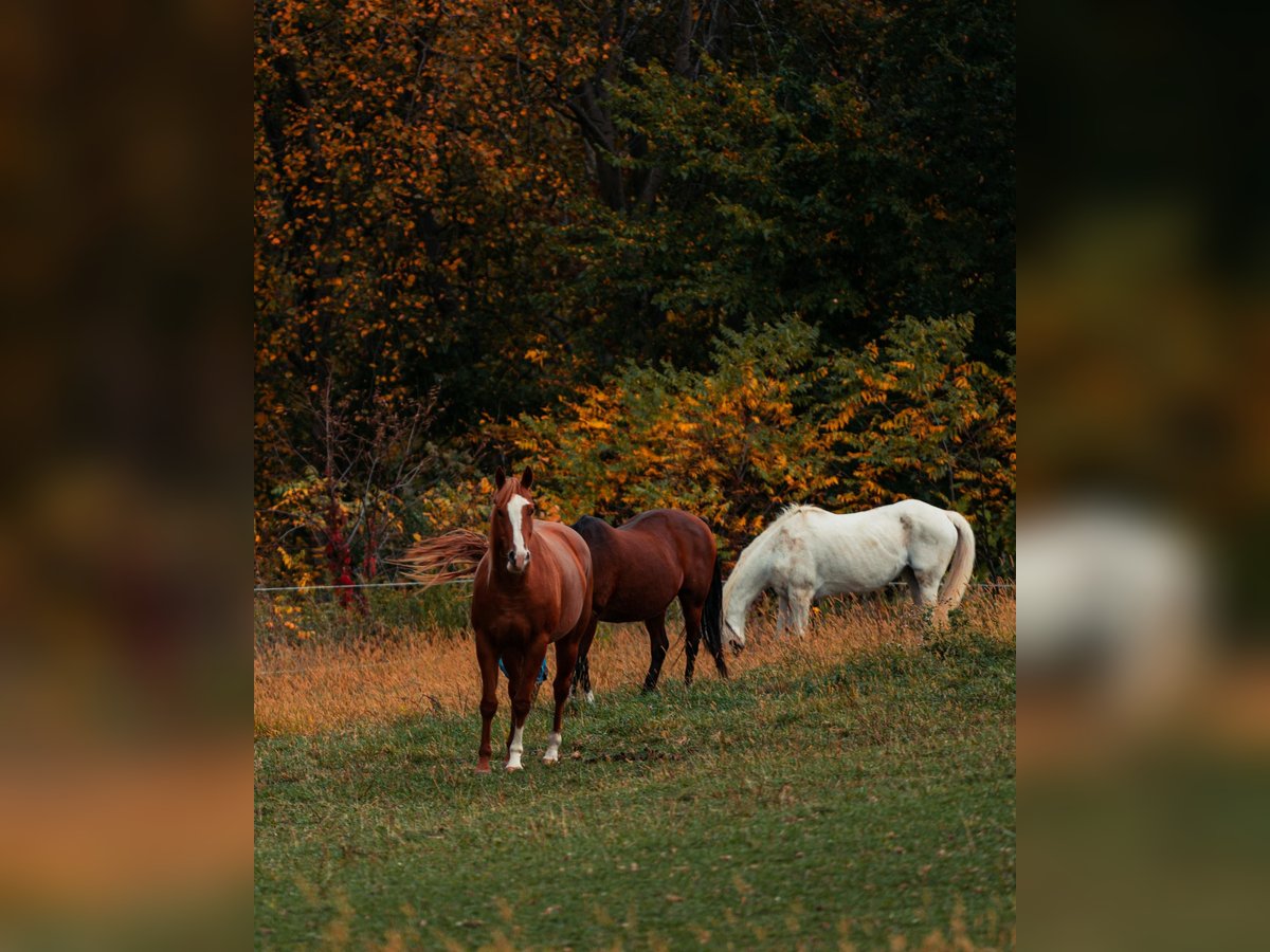 Herbstzeit ist Zeit für Energetische Arbeit 