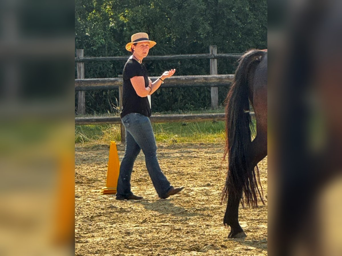  Sanfte Osteopathie und Training für Pferde  