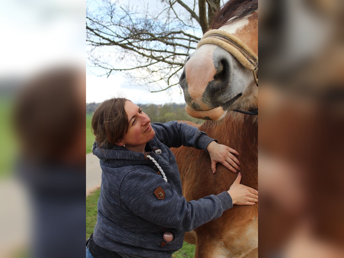 Tierphysiotherapie Raum Weißenburg 