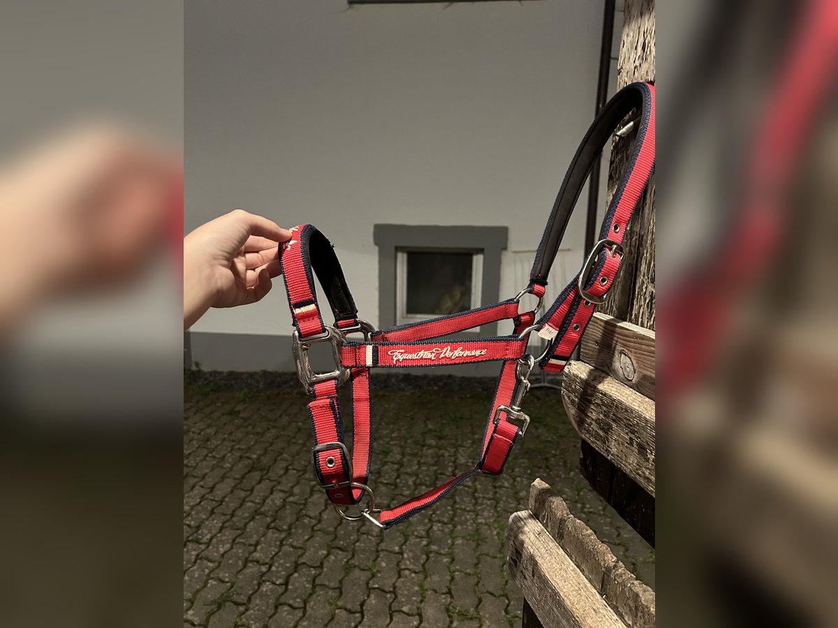 Edles Felix Bühler Halfter WB