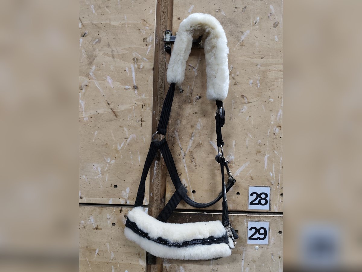 Eskadron Halfter mit Lammfell 