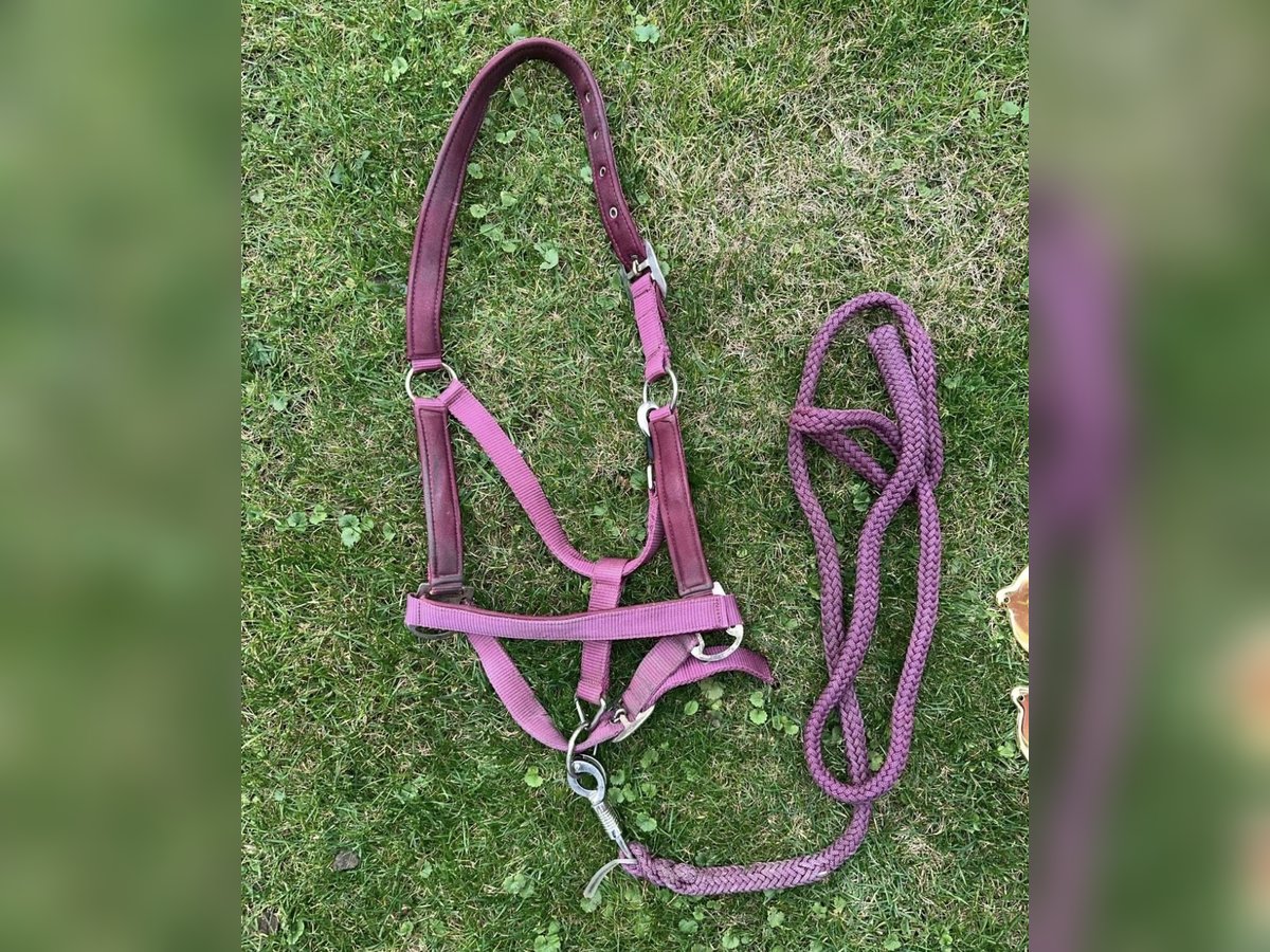 Halfter bordeaux Cob