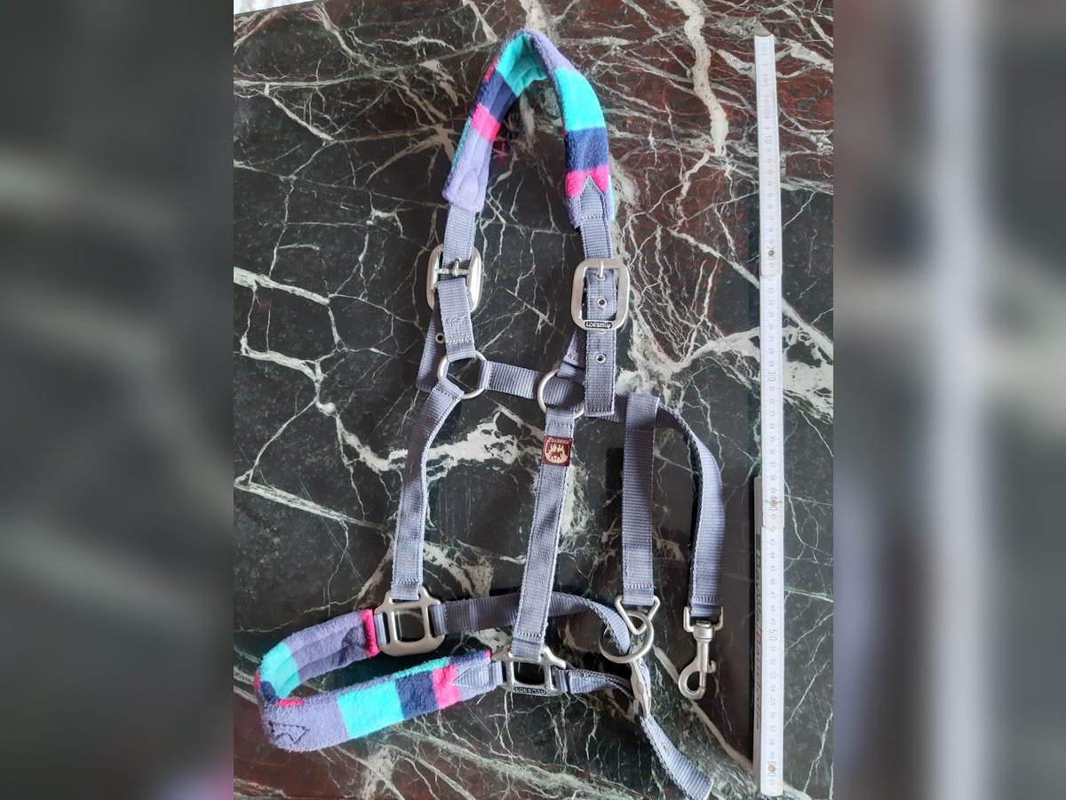 Pferdehalfter Warmblut Pferdehalfter Warmblut