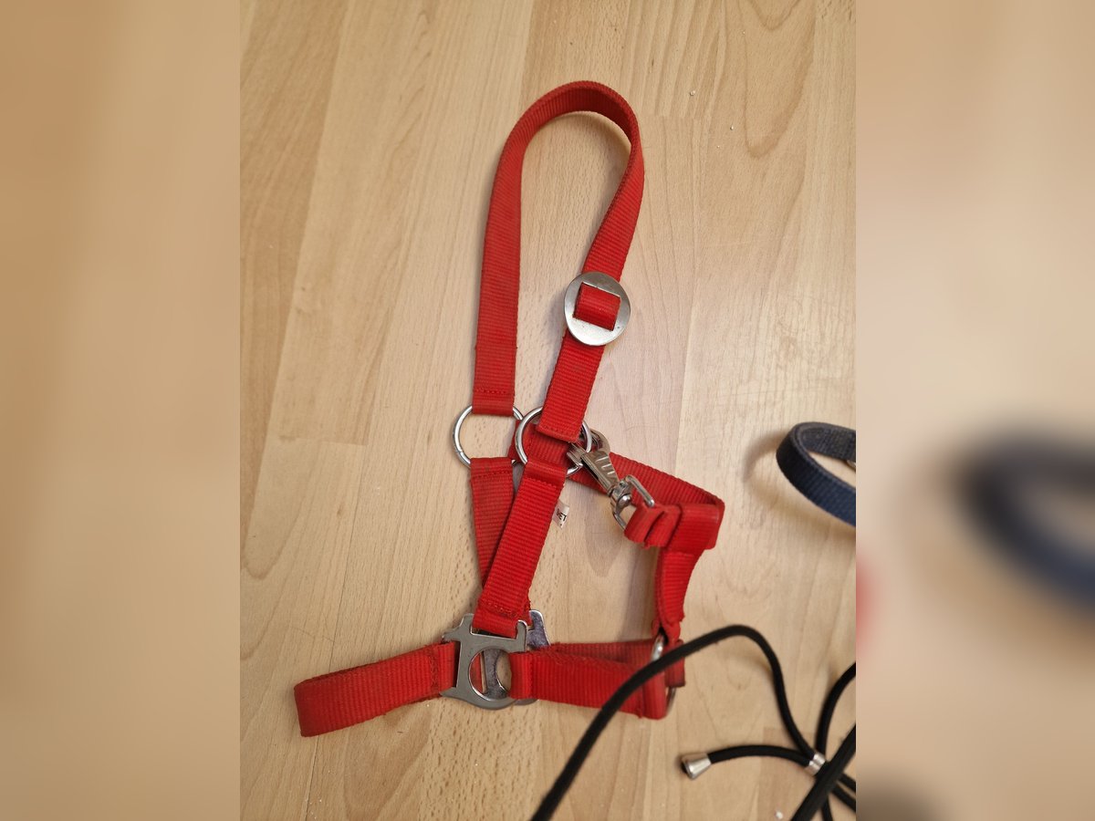 2 Shetty halfter rot /blau