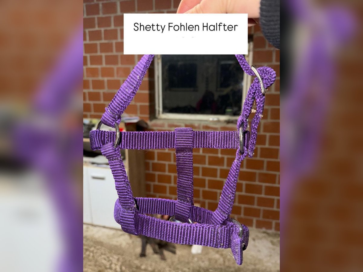 Shetty Fohlen Halfter Shetty Fohlen Halfter
