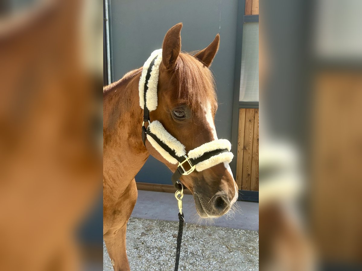Tolles Ponyhalfter von KENTUCKY 