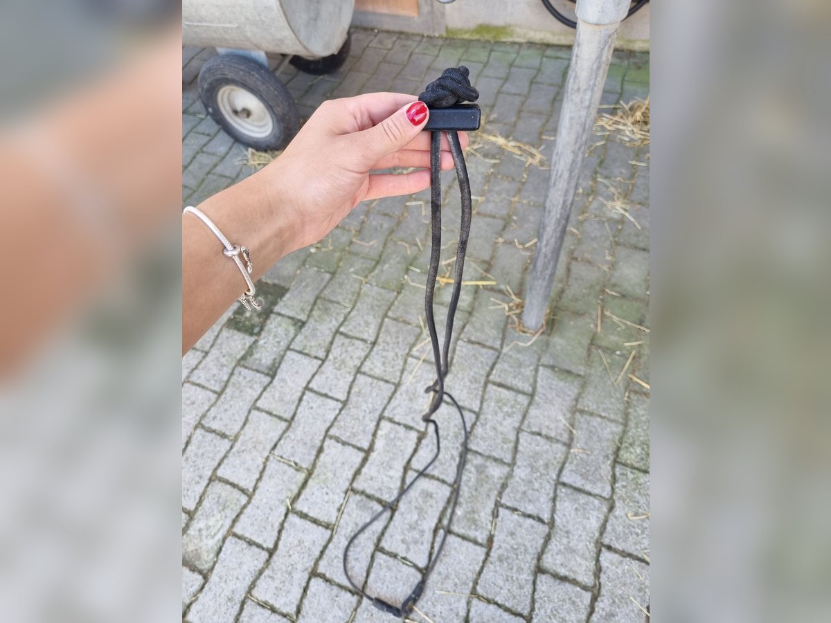 Gogue zu verkaufen