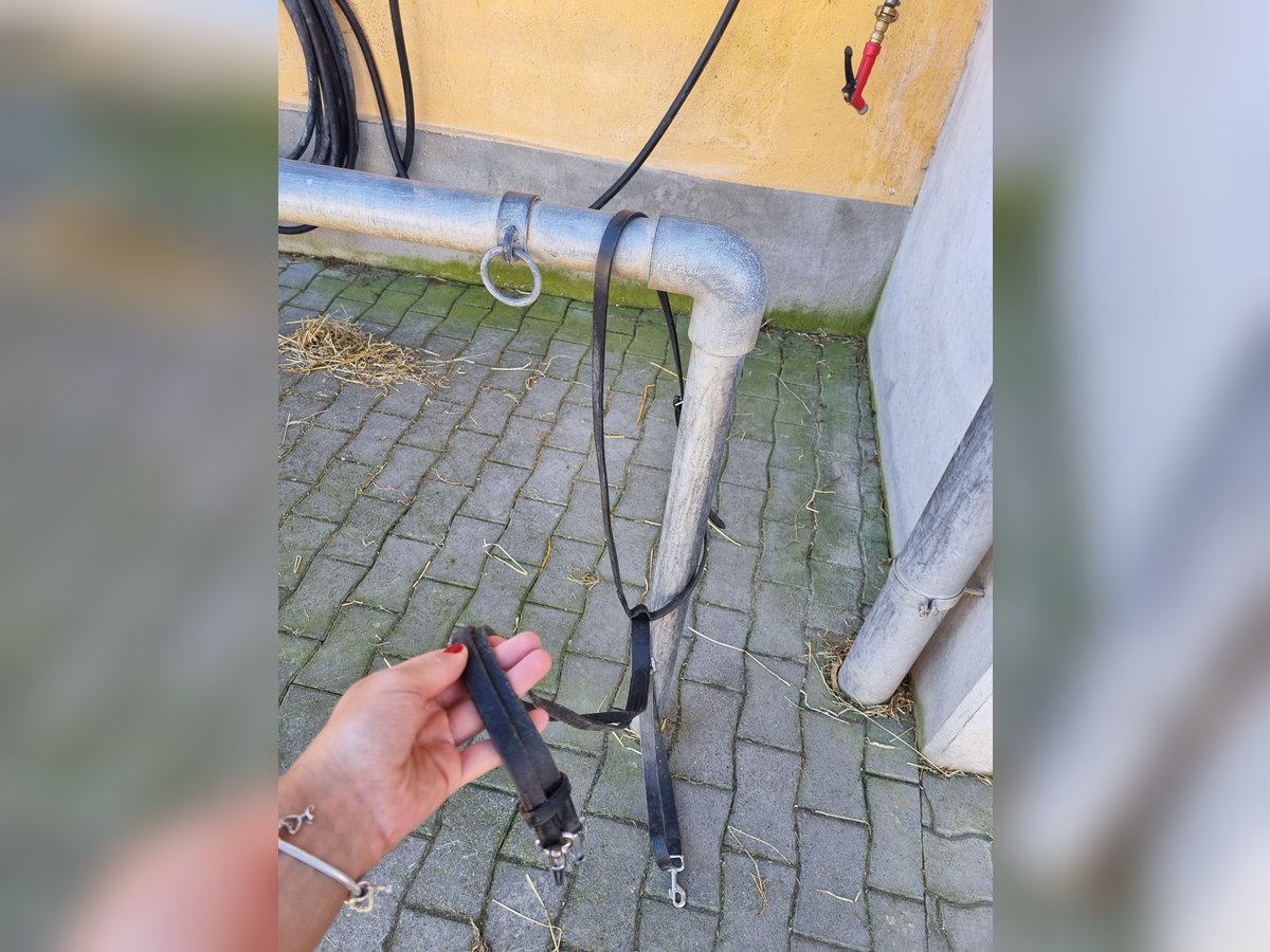Martingal zu verkaufen