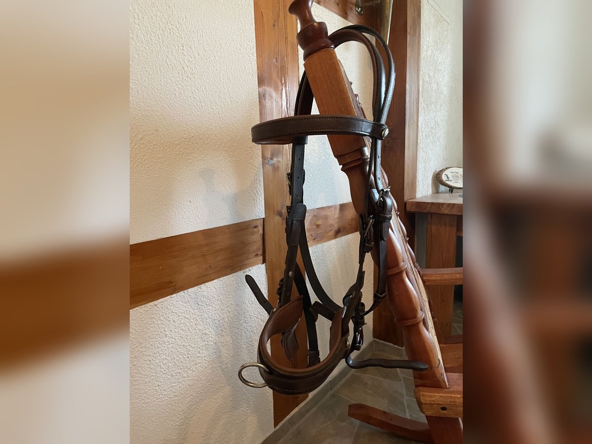 Solibel Kappzaum Pony/ COB