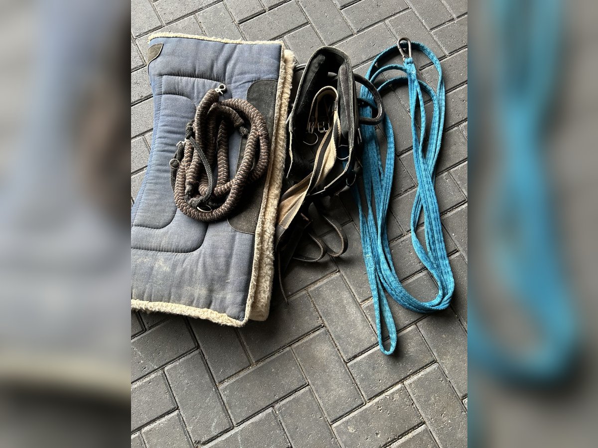 Longierset abzugeben Longierset abzugeben