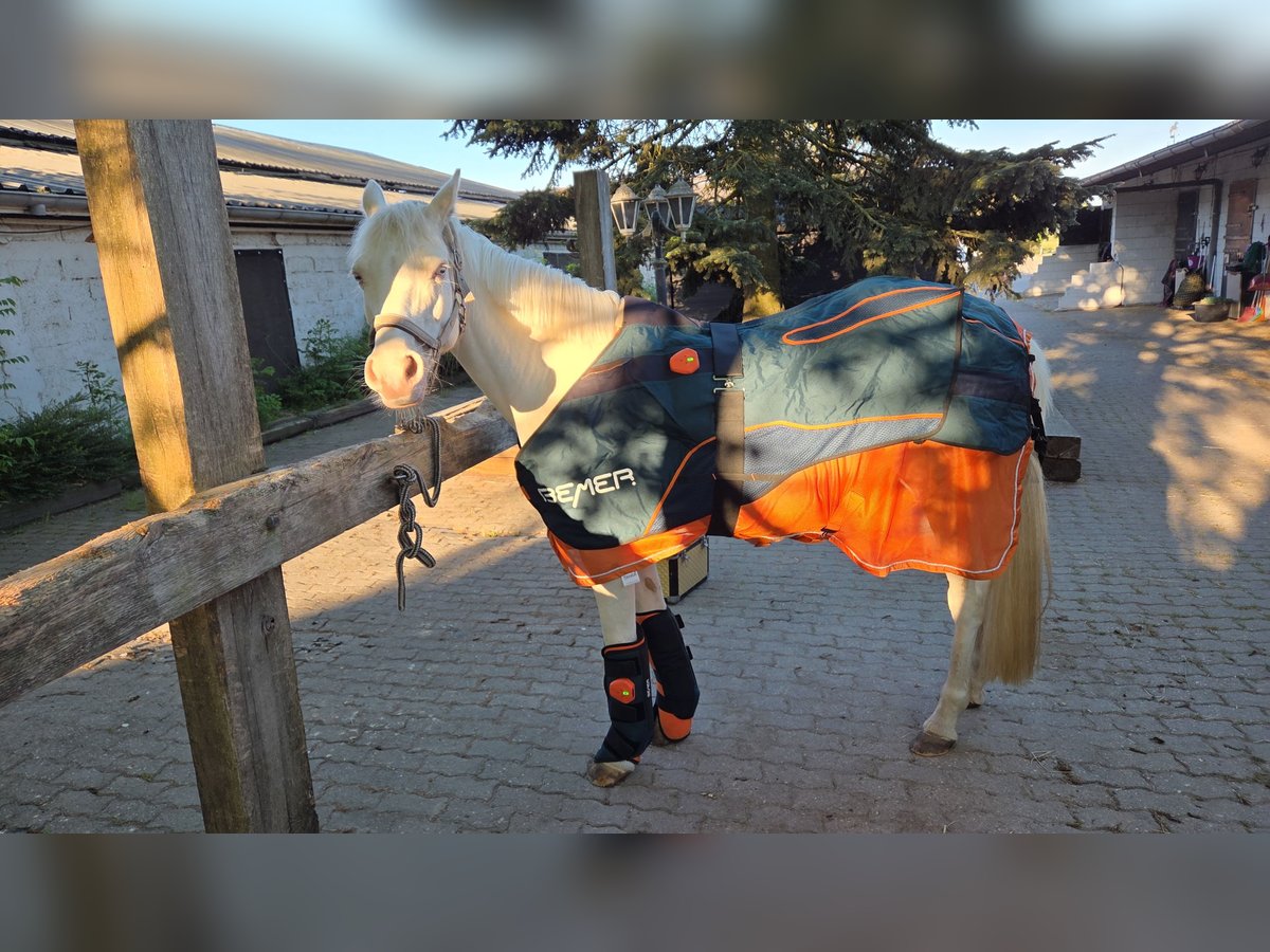 Bemer Horses Set mit Garantie 