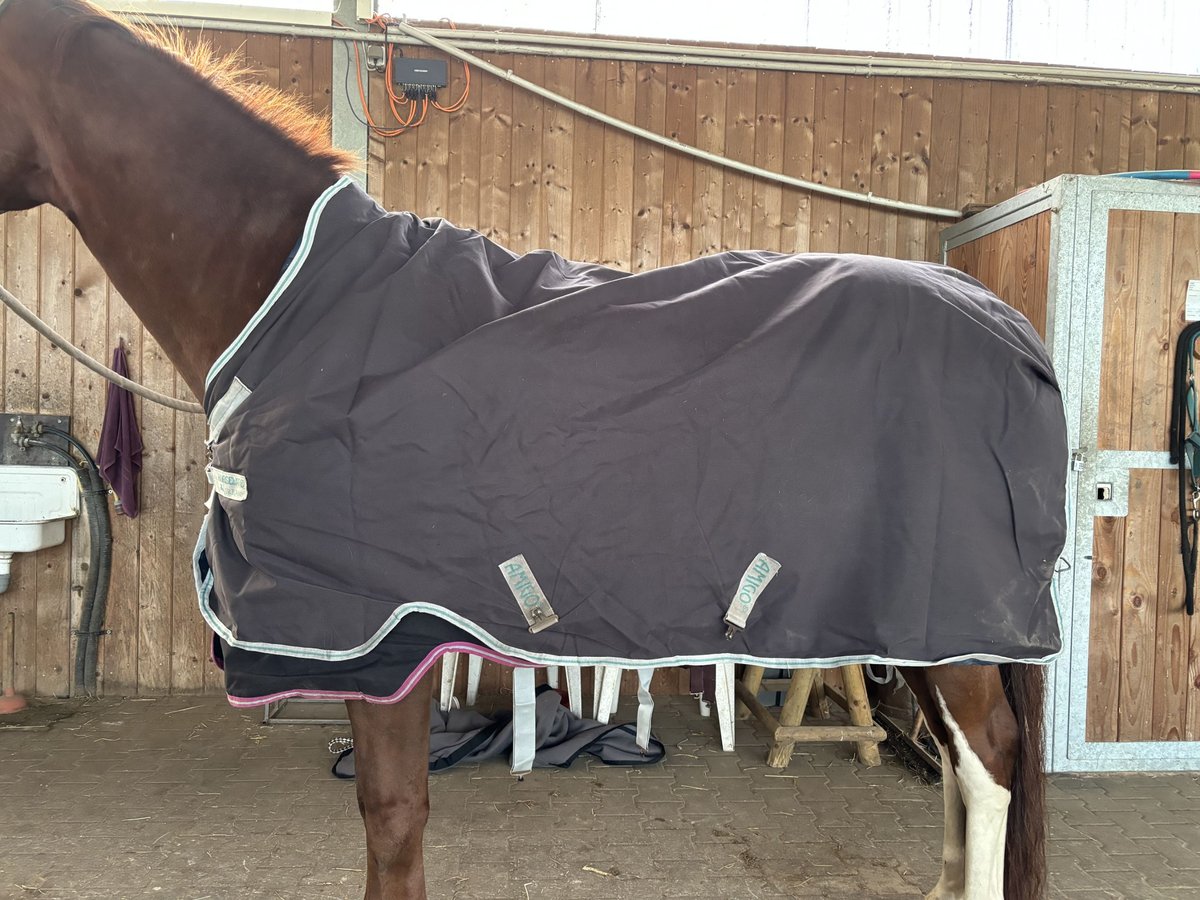 Horseware Amigo Bravo Wug Turnout 250g 145