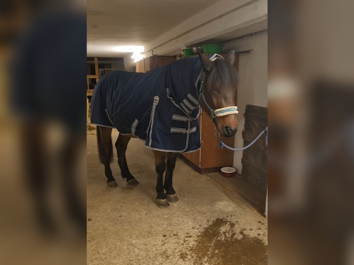 Outdoordecke 145 Fullneck 50g 