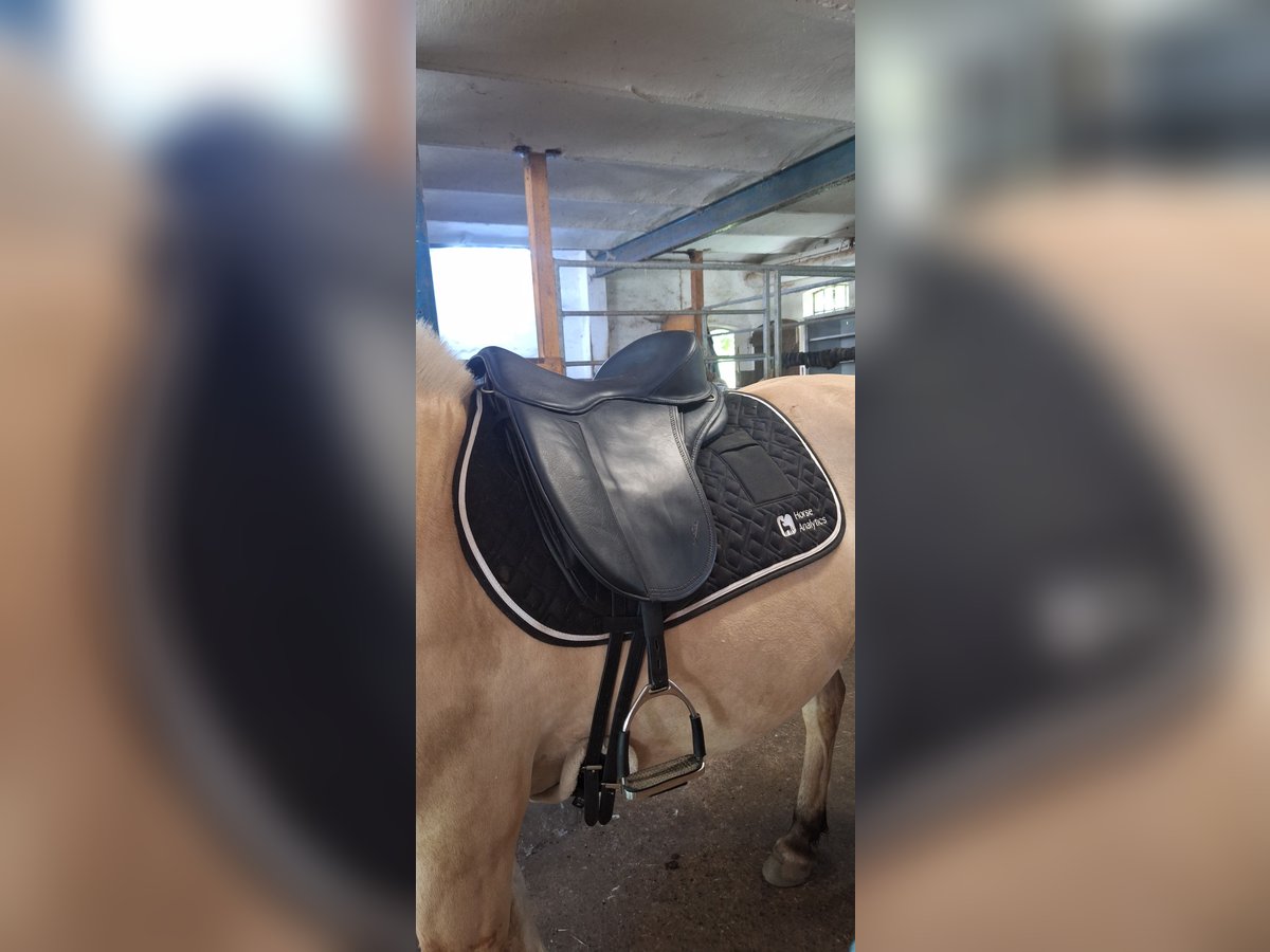 Freeform Flex Protect Dressage Baumlos 17,5