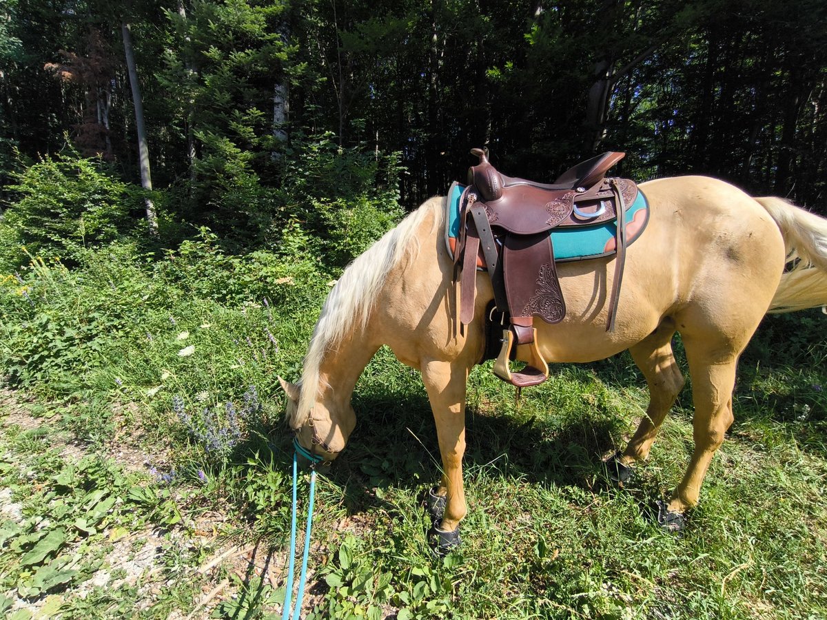 Freemax Westernsattel  Freemax Westernsattel