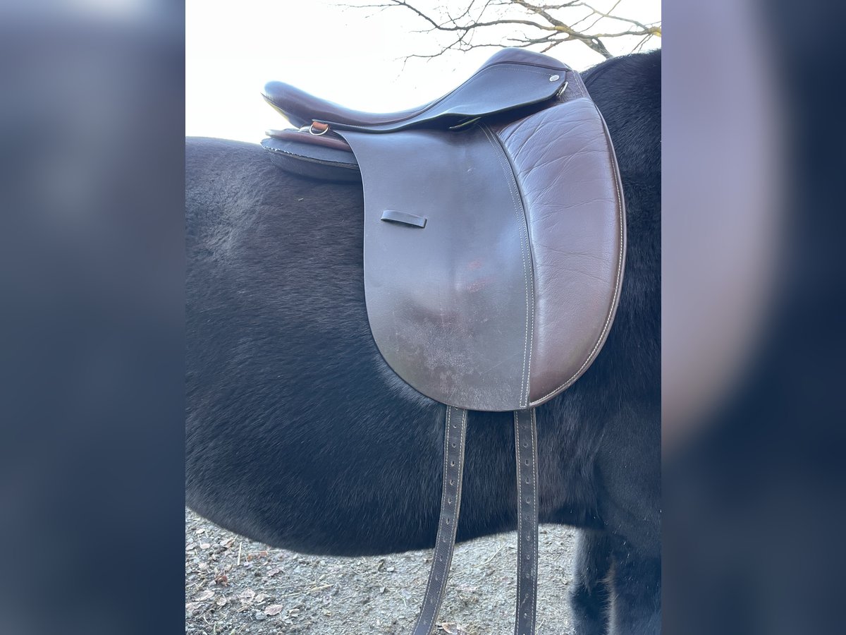 Lederbaumsattel Hidalgo
