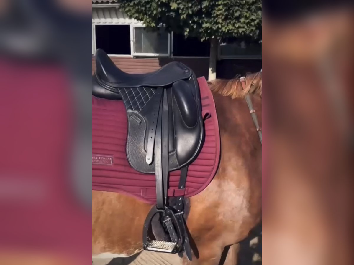 16,5“ Dressursattel