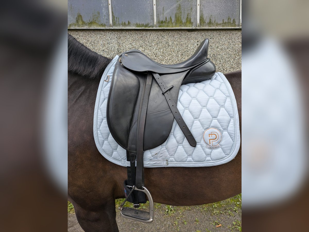 Dressursattel Bates Isabell Werth 17"