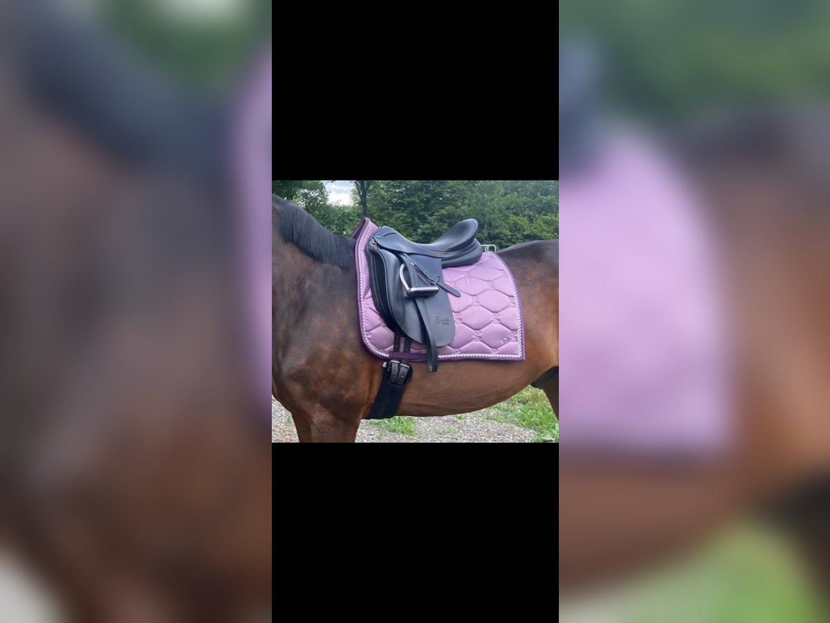 Euroriding Emilio 18“