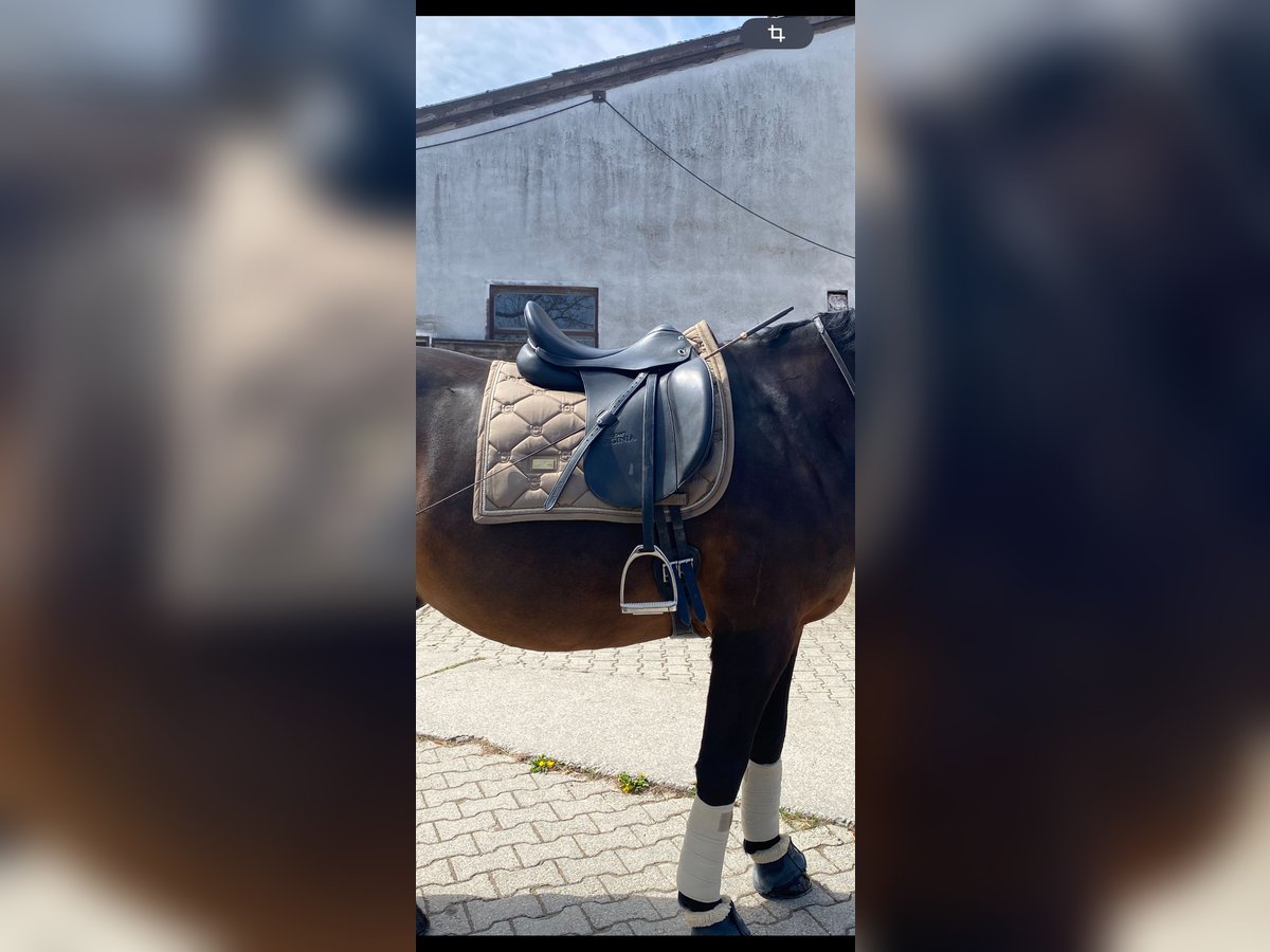 Stübben Virginia Dressursattel 