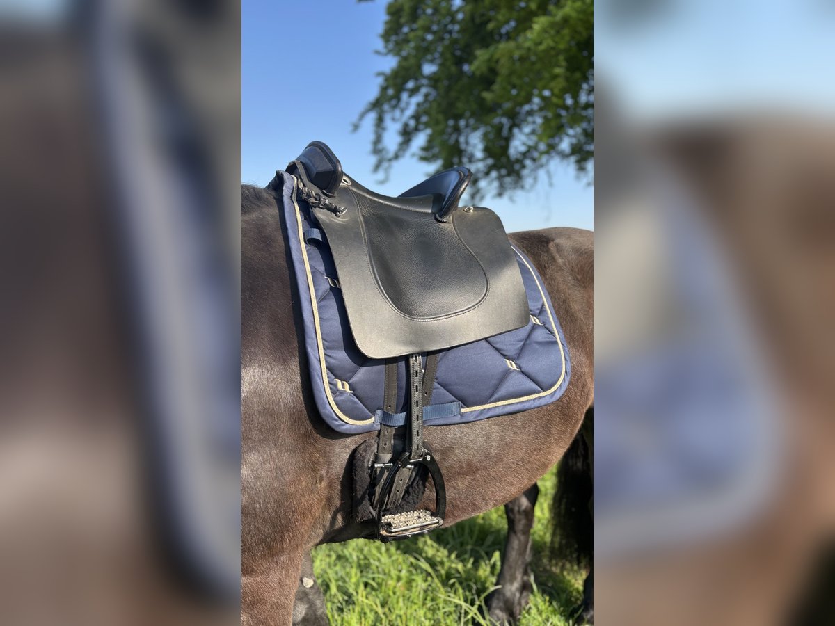 Deuber Barock Lederbaumsattel, inkl. Versand, top Zustand