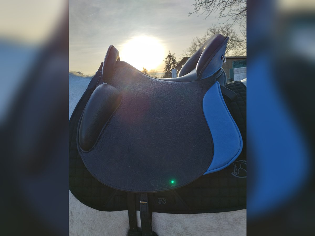 Ibero Amazona Comfort 18,5