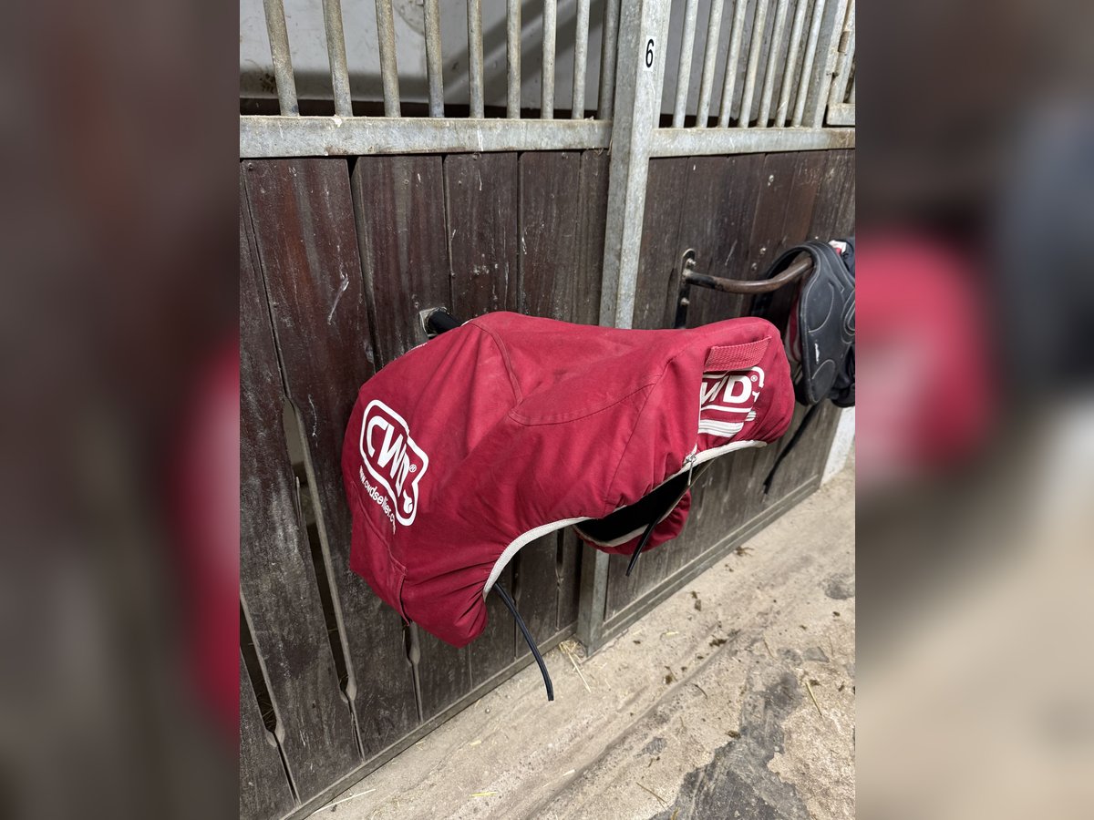 Cwd Springsattel 16zoll + EQuick Stollengurt 130cm