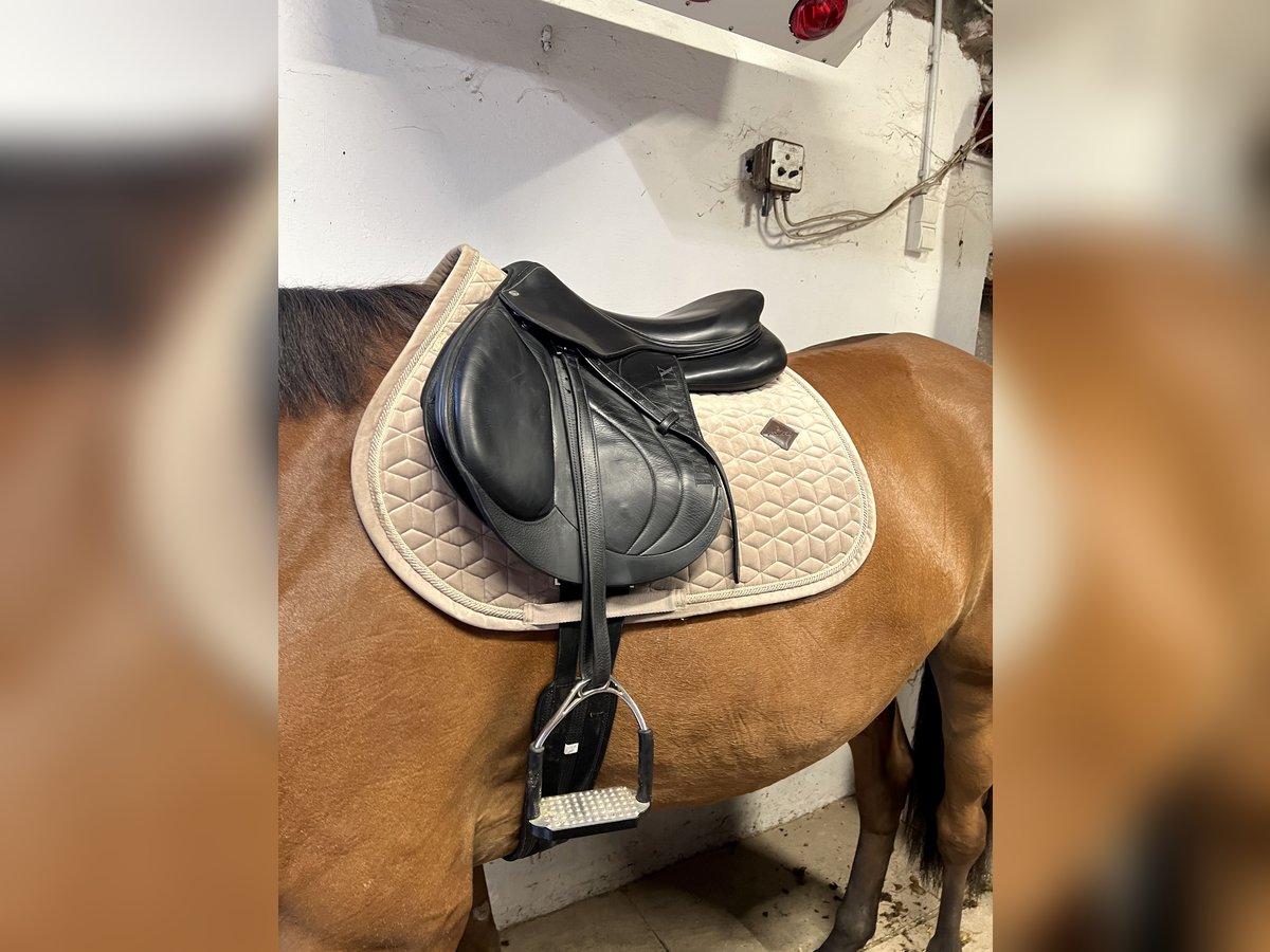 Devoucoux Springsattel schwarz Biarritz S aus 2019