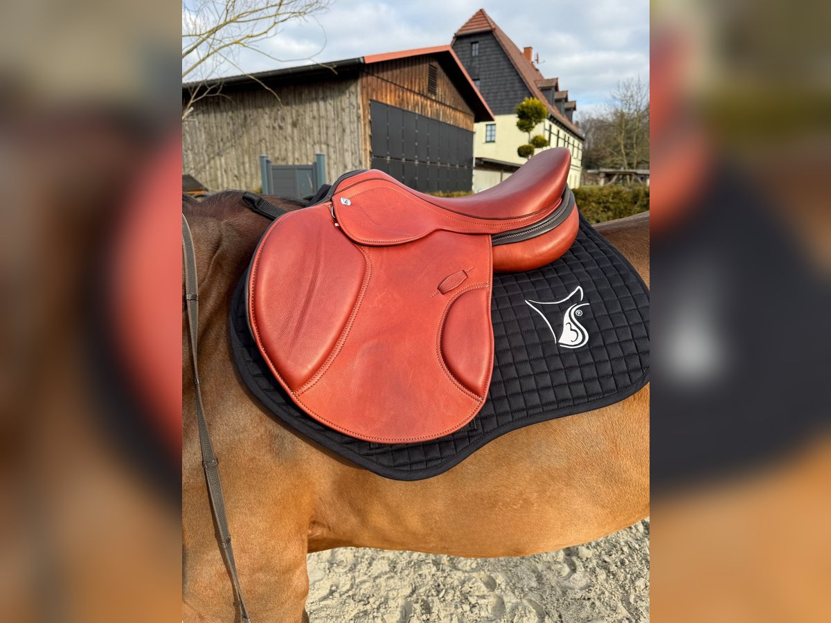 Springsattel von 3S Sattel Springsattel von 3S Sattel