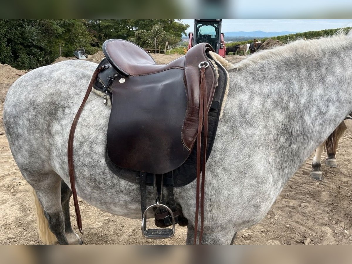 Way Out West Crossover, Wanderreiten/Dressur