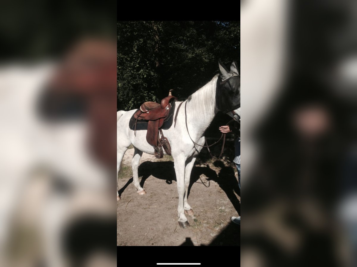 Continental  Continental