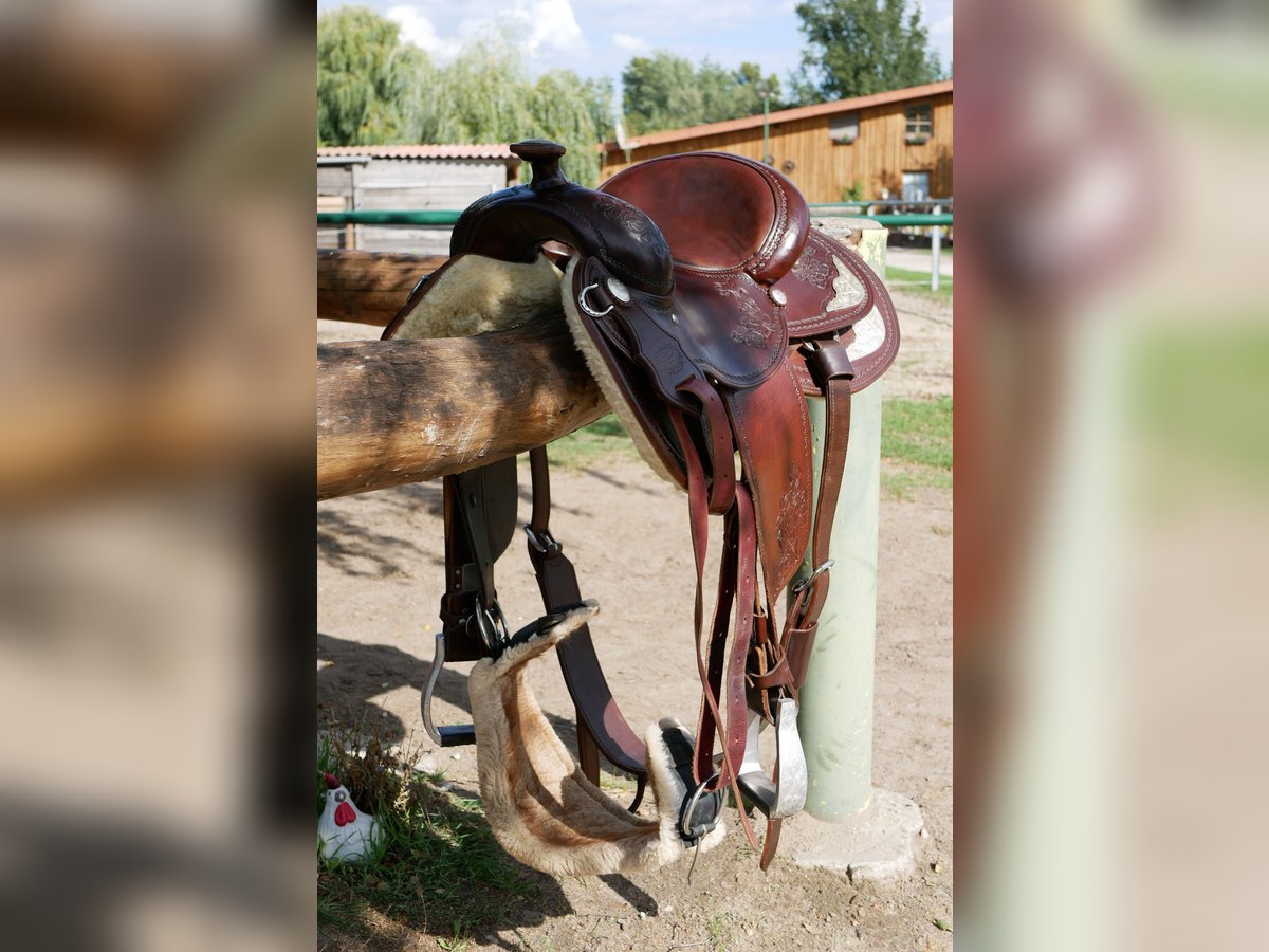 Unikat! Lag nur wenige Male auf dem Pferd 