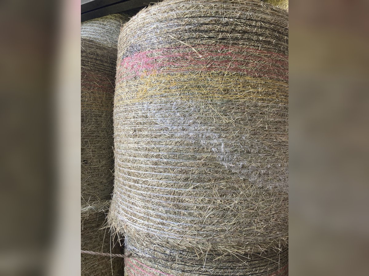 Heu in Rundballen Durchmesser 1,20 zu verkaufen Standort 66606 St Wendel Heu in Rundballen Durchmesser 1,20 zu verkaufen Standort 66606 St Wendel