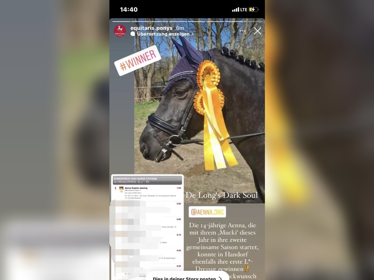 Pferd zur Verfügung 