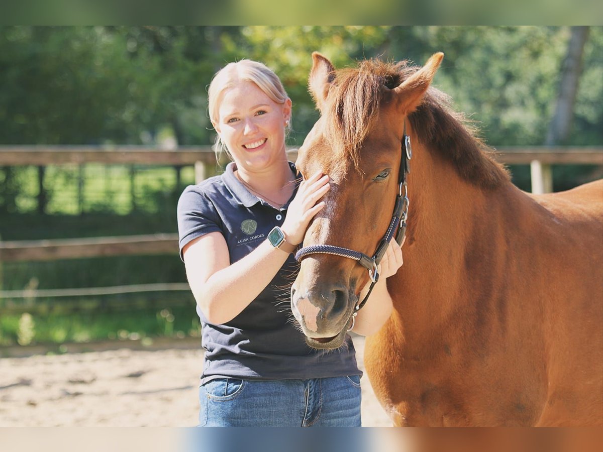 Pferdephysiotherapie / Pferdeosteopathie / Blutegeltherapie /Magnetfeldtherapie 