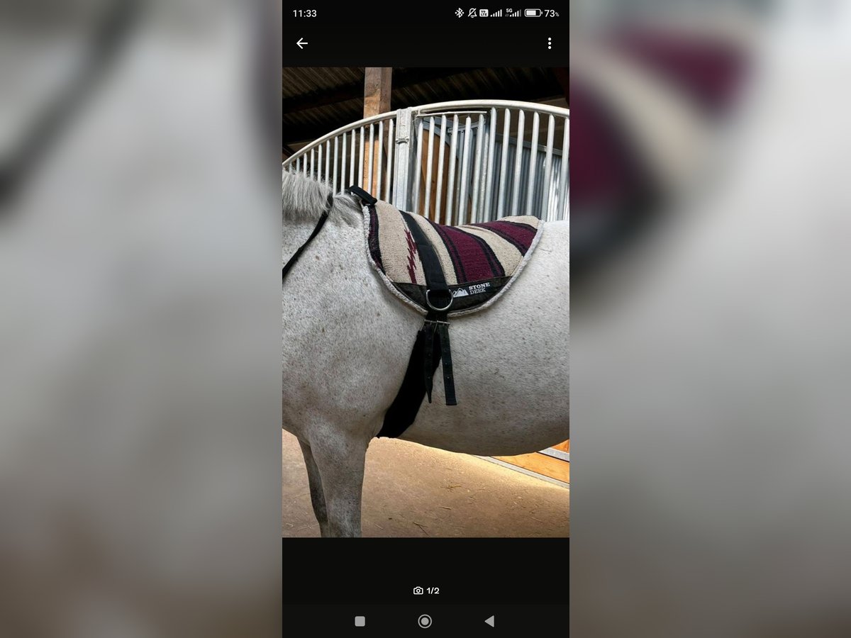 Reitpad