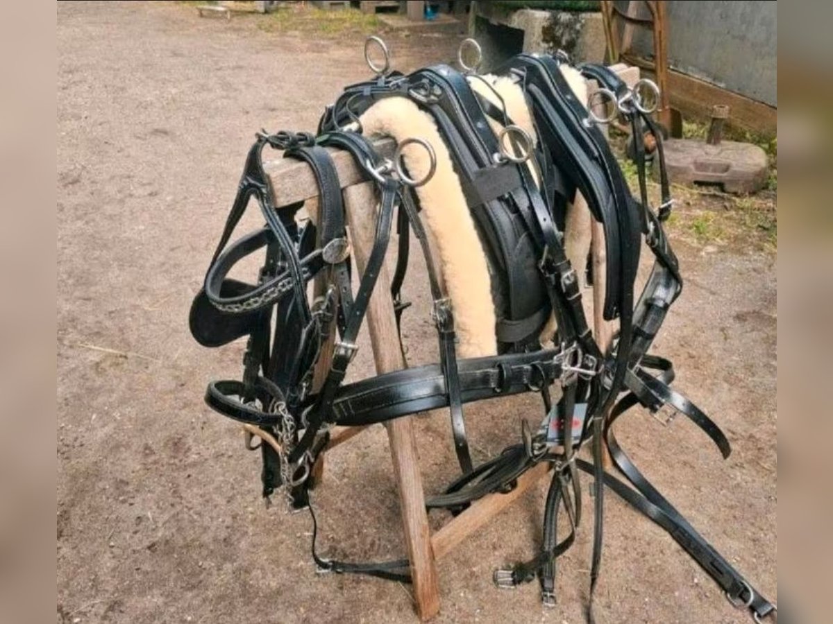 Shetty zweispännergeschirr Zilco/Ideal Equestrian 