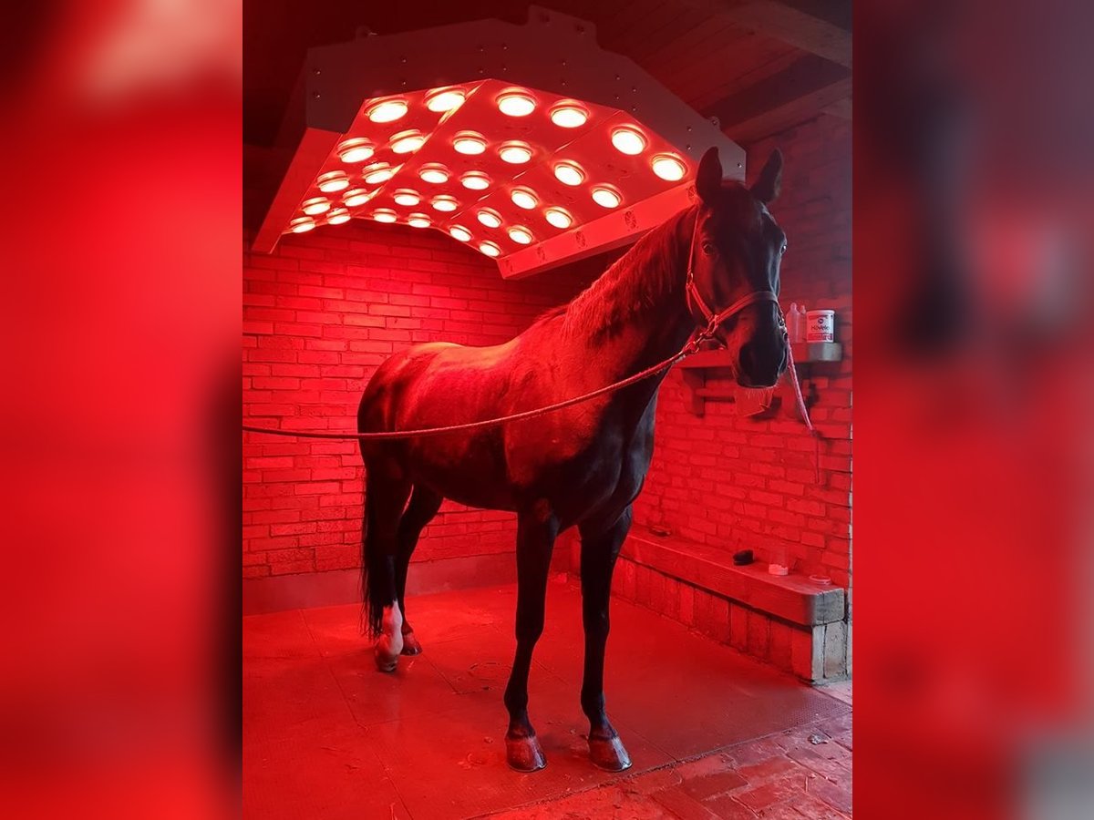 Solarium für Pferde Alu Solar