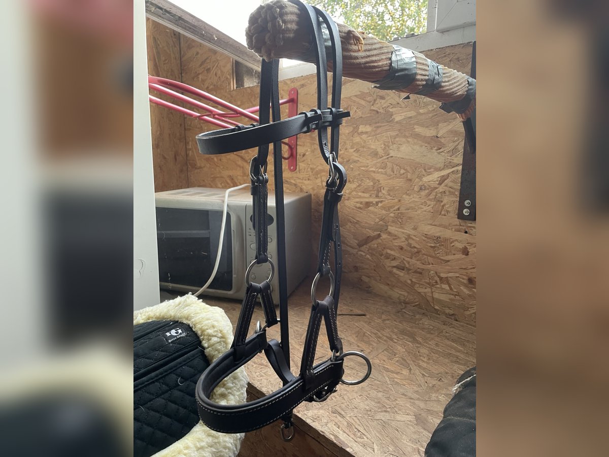 Sidepull braun Pony