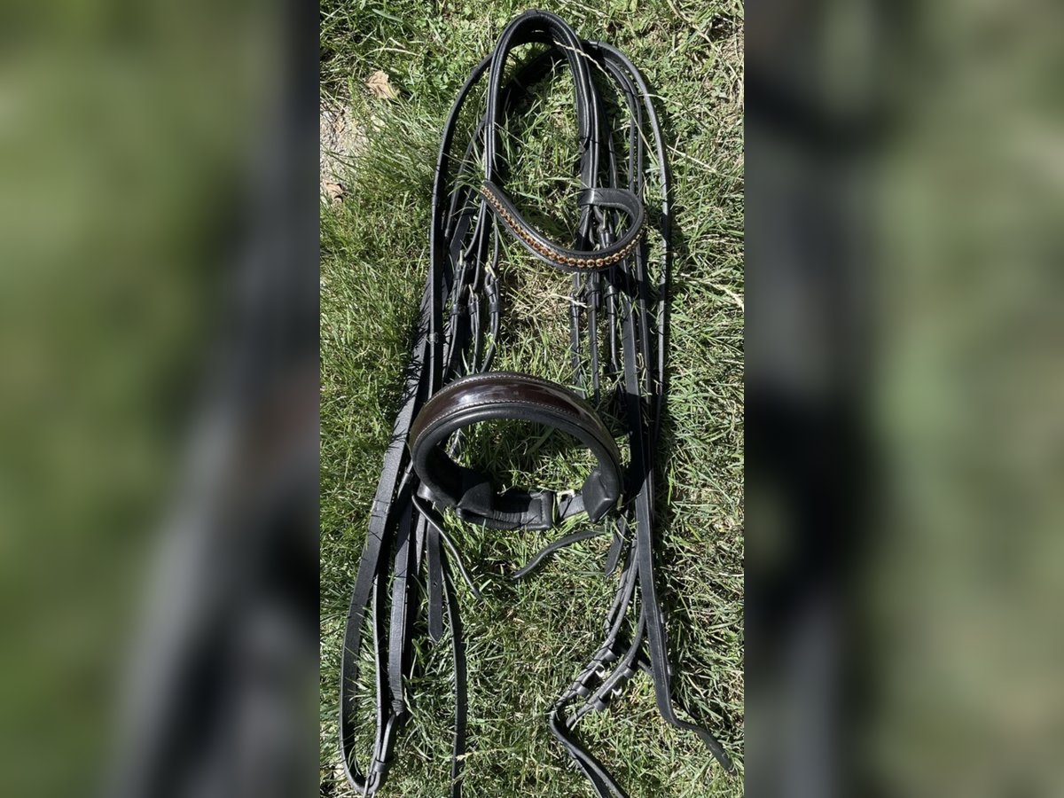 Kandarenzaum Weich WB Schwarz/Braun inkl. Zügel Kaum benützt!
