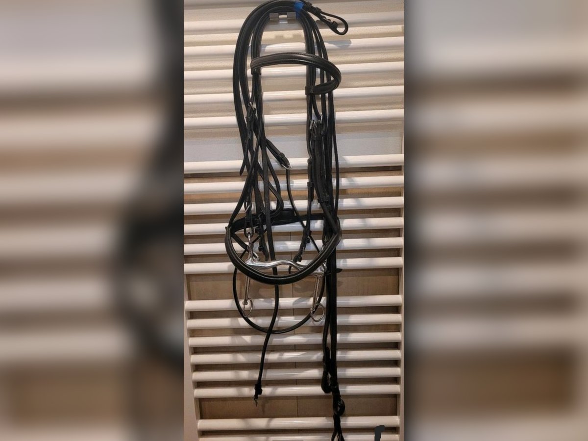 Kandarenzaum zu verkaufen 