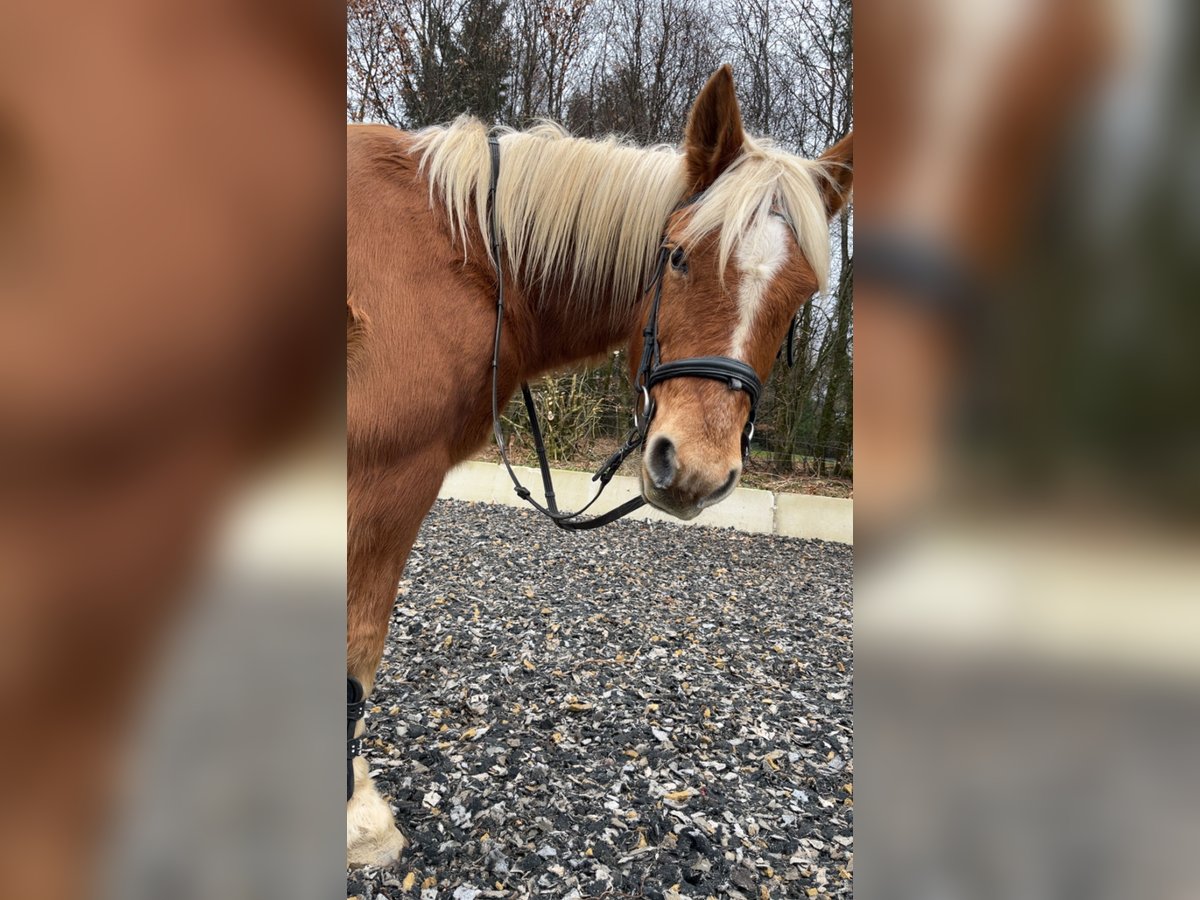 Trense für Pony